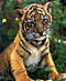 Tiger Leopardi